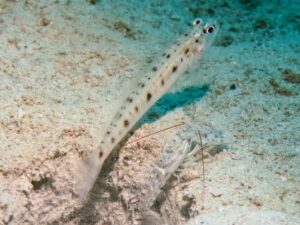 Vanderhorstia ambanoro Twinspot Shrimpgoby with Red-Whiskered Shrimp Alpheus species 11