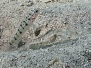 Vanderhorstia ambanoro Twinspot Shrimpgoby with Tasselled Shrimp Alpheus species 14