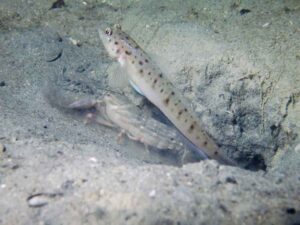 Vanderhorstia ambanoro Twinspot Shrimpgoby with Titan Shrimp Alpheus rapax