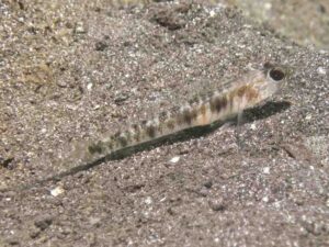 Vanderhorstia auronotata Gold-Marked Shrimpgoby