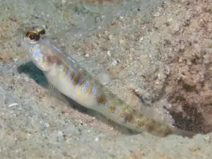 Vanderhorstia auronotata Gold-Marked Shrimpgoby