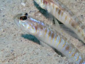 Vanderhorstia auronotata Gold-Marked Shrimpgoby