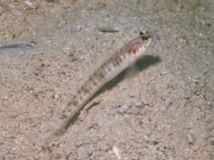 Vanderhorstia auronotata Gold-Marked Shrimpgoby