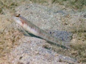 Vanderhorstia auronotata Gold-Marked Shrimpgoby