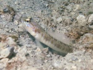 Vanderhorstia auronotata Gold-Marked Shrimpgoby