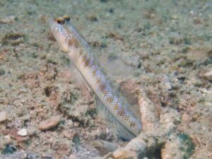 Vanderhorstia auronotata Gold-Marked Shrimpgoby