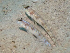 Vanderhorstia auronotata Gold-Marked Shrimpgoby