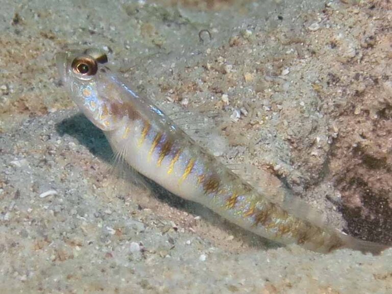 Vanderhorstia auronotata Gold-Marked Shrimpgoby