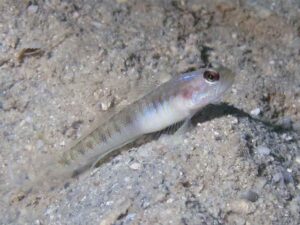 Vanderhorstia auronotata Gold-Marked Shrimpgoby