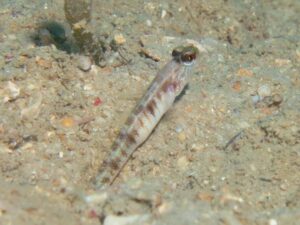 Vanderhorstia auronotata Gold-Marked Shrimpgoby