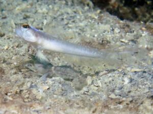 Vanderhorstia auronotata Gold-Marked Shrimpgoby