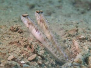 Vanderhorstia auronotata Gold-Marked Shrimpgoby