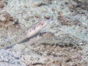 Vanderhorstia auronotata Gold-Marked Shrimpgoby with Diagonal Barred Shrimp Alpheus rapacida-10