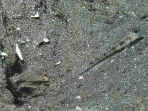 Vanderhorstia auronotata Gold-Marked Shrimpgoby with Pigpen Shrimp Alpheus rapacida