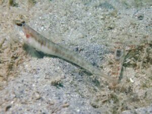 Vanderhorstia auronotata Gold-Marked Shrimpgoby with Red-Speckled Shrimp Alpheus species 10