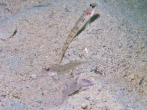 Vanderhorstia auronotata Gold-Marked Shrimpgoby with Violet Shrimp Alpheus fenneri