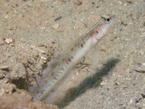 Vanderhorstia belloides Bella Shrimpgoby