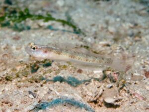 Vanderhorstia belloides Bella Shrimpgoby