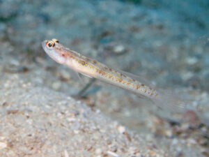 Vanderhorstia belloides Bella Shrimpgoby