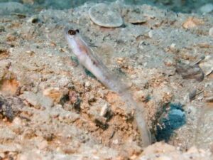 Vanderhorstia belloides Bella Shrimpgoby