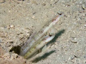 Vanderhorstia belloides Bella Shrimpgoby