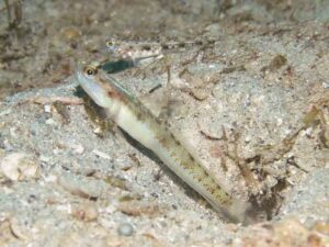 Vanderhorstia belloides Bella Shrimpgoby