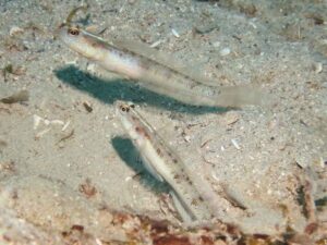 Vanderhorstia belloides Bella Shrimpgoby