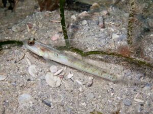 Vanderhorstia belloides Bella Shrimpgoby