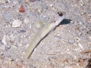 Vanderhorstia belloides Bella Shrimpgoby