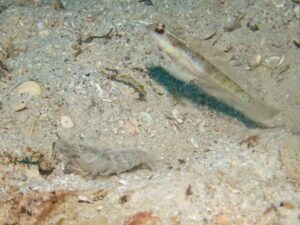 Vanderhorstia belloides Bella Shrimpgoby with Diagonal Barred Shrimp Alpheus rapacida