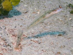 Vanderhorstia belloides Bella Shrimpgoby with Red-Speckled Shrimp Alpheus species 10