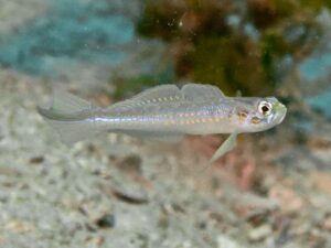 Vanderhorstia cyanolineata Blue Streak Shrimpgoby