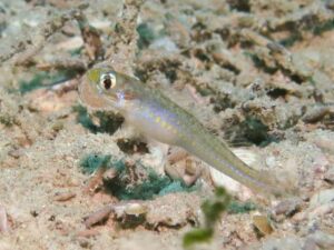 Vanderhorstia cyanolineata Blue Streak Shrimpgoby