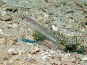 Vanderhorstia cyanolineata Blue Streak Shrimpgoby