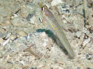 Vanderhorstia cyanolineata Blue Streak Shrimpgoby