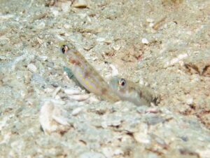 Vanderhorstia cyanolineata Blue Streak Shrimpgoby