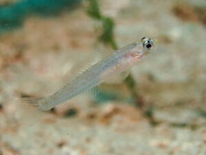 Vanderhorstia cyanolineata Blue Streak Shrimpgoby