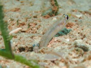 Vanderhorstia cyanolineata Blue Streak Shrimpgoby