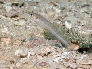 Vanderhorstia cyanolineata Blue Streak Shrimpgoby