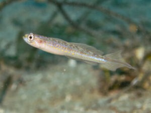 Vanderhorstia cyanolineata Blue Streak Shrimpgoby