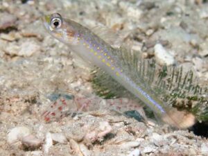 Vanderhorstia cyanolineata Blue Streak Shrimpgoby with Red-Speckled Shrimp Alpheus species 10