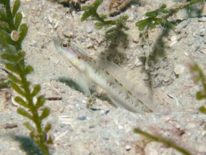 Vanderhorstia dorsomacula Dorsal Spot Shrimpgoby