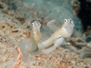 Vanderhorstia dorsomacula Dorsal Spot Shrimpgoby