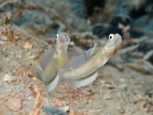 Vanderhorstia dorsomacula Dorsal Spot Shrimpgoby