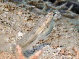 Vanderhorstia dorsomacula Dorsal Spot Shrimpgoby