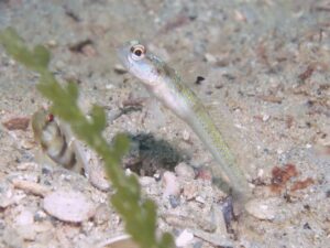 Vanderhorstia dorsomacula Dorsal Spot Shrimpgoby