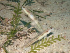 Vanderhorstia dorsomacula Dorsal Spot Shrimpgoby