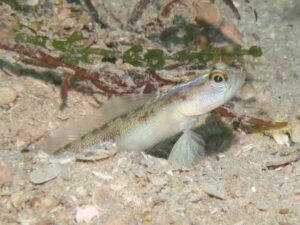 Vanderhorstia dorsomacula Dorsal Spot Shrimpgoby