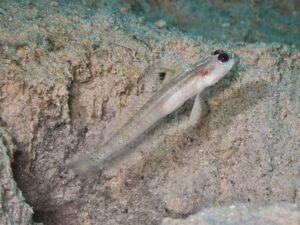 Vanderhorstia dorsomacula Dorsal Spot Shrimpgoby