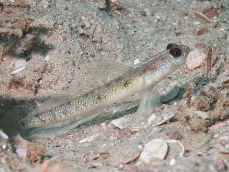 Vanderhorstia dorsomacula Dorsal Spot Shrimpgoby